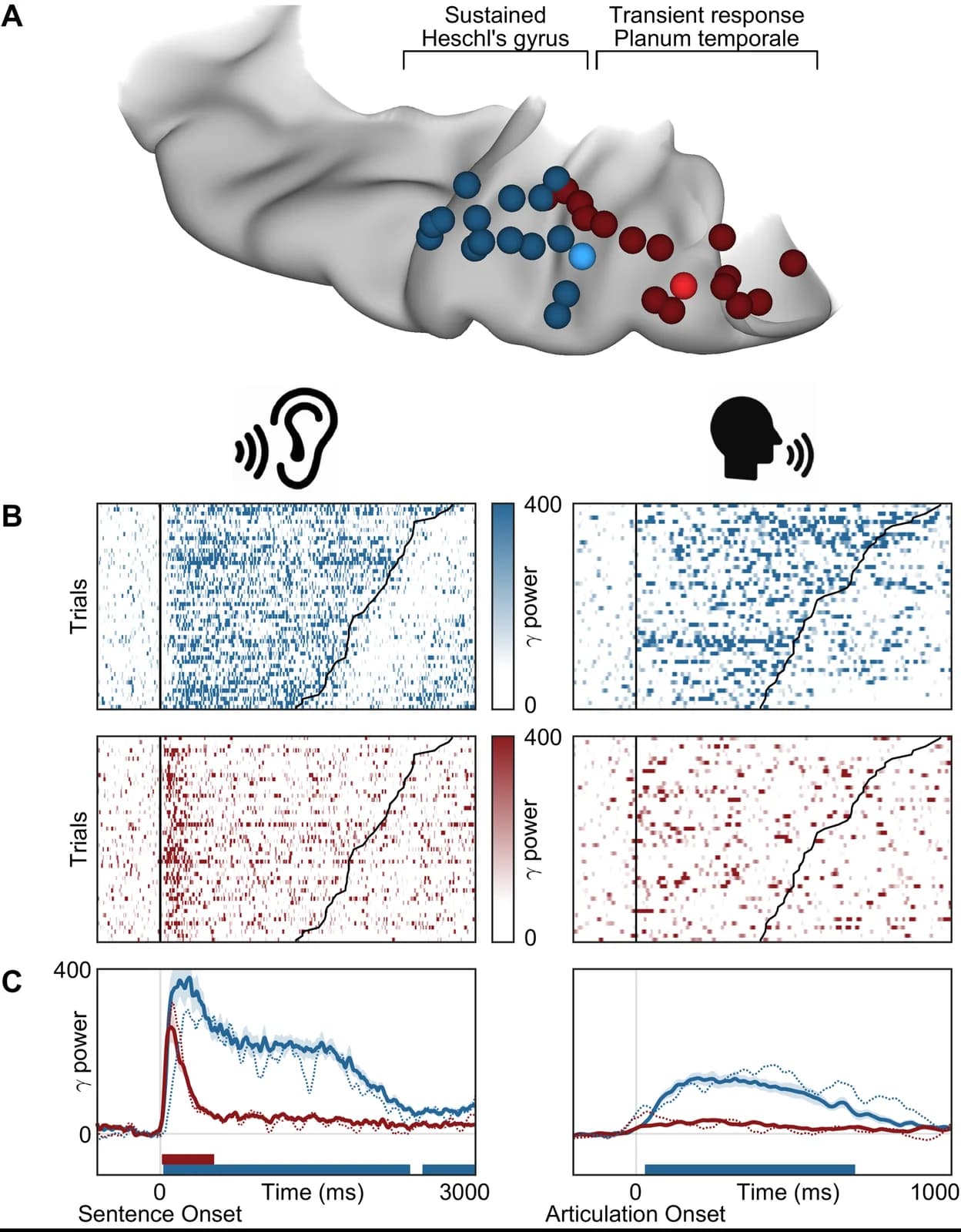 Language prediction mechanisms in human auditory cortex - Figure 7